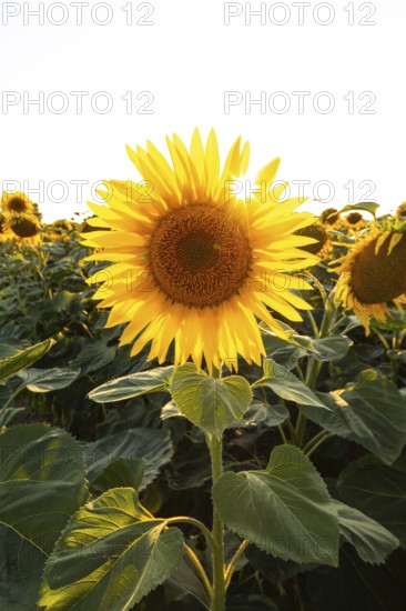 Radiant sunflower in the evening light with sun star