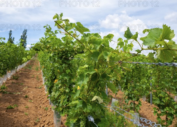 Wickerer vineyards at the Flörsheimer Warte, Hesse, Germany