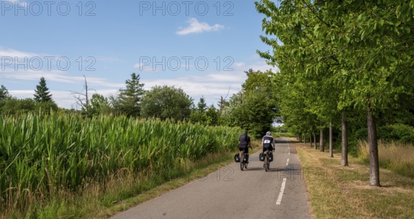 Cyclist on a cycle path between corn fields and trees along the route between Frankfurt am Main and Kelsterbach, Hesse, Germany