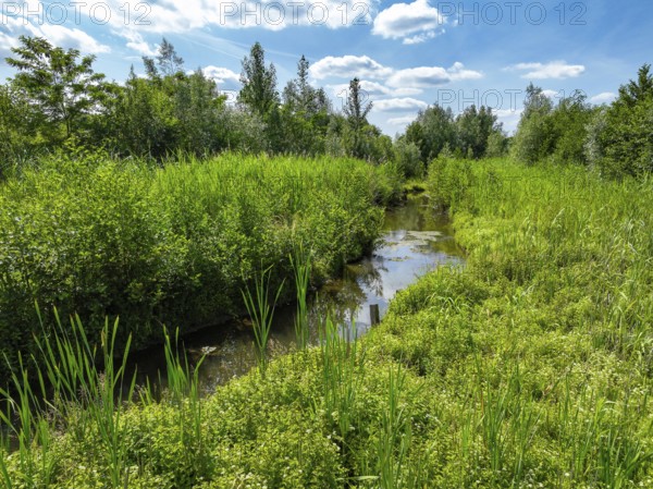 Bottrop, North Rhine-Westphalia, Germany - Renaturalised Boye, the tributary of the Emscher, was transformed into a near-natural watercourse, flood protection through newly designed flooding areas, the Boye is now free of sewage after the construction of a parallel sewer, is part of the Emscher river system and thus part of the Emscher conversion, was previously an open, above-ground wastewater channel, mixed water channel with surface water and wastewater
