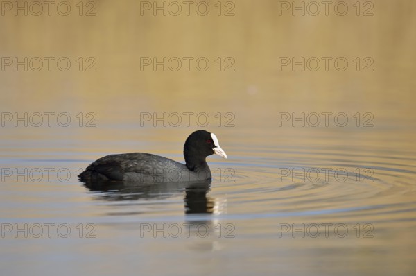 Eurasian Coot (Fulica atra) swimming, North Rhine-Westphalia, Germany