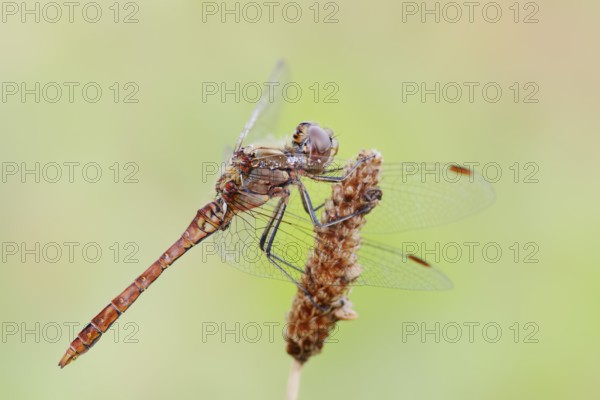 Vagrant darter (Sympetrum vulgatum), male, North Rhine-Westphalia, Germany