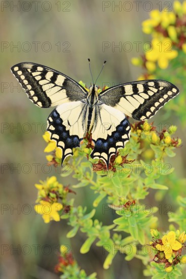 Swallowtail (Papilio machaon), North Rhine-Westphalia, Germany
