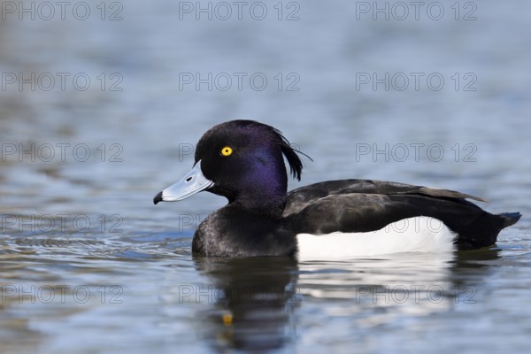 Tufted Duck (Aythya fuligula), drake, swimming, North Rhine-Westphalia, Germany