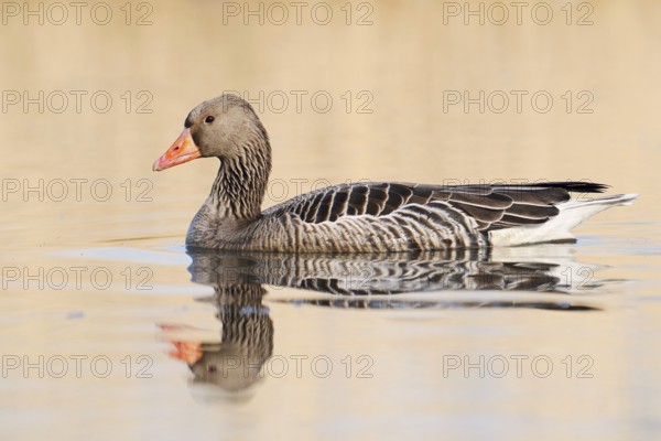 Greylag goose (Anser anser), swimming, North Rhine-Westphalia, Germany