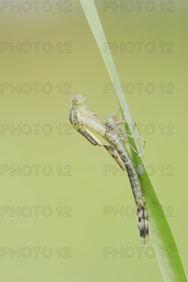 Willow Emerald Damselfly (Chalcolestes viridis) hatching, hatching, larva, dragonfly larva, North Rhine-Westphalia, Germany