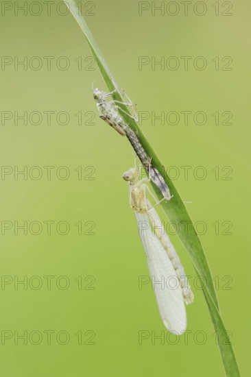 Willow Emerald Damselfly (Chalcolestes viridis) freshly hatched dragonfly and exuvia, North Rhine-Westphalia, Germany