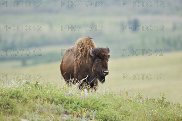 American Bison (Bos bison), female, Alberta, Canada