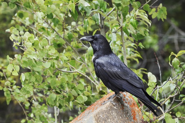 Raven (Corvus corax) sitting on a rock, Banff National Park, Alberta, Canada