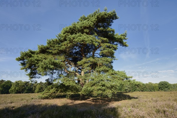 Scots pine or Scots pine (Pinus sylvestris) in heathland, Westruper Heide, North Rhine-Westphalia, Germany