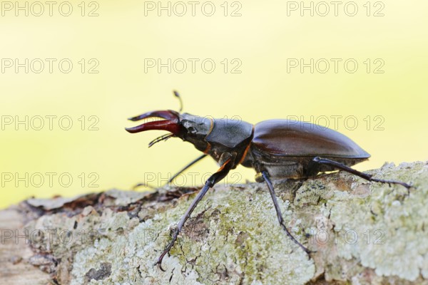 Stag beetle (Lucanus cervus), male, Normandy, France