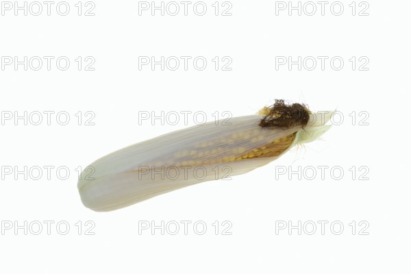 Corn (Zea mays), corn cobs against a white background