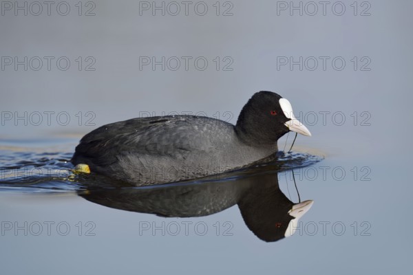 Eurasian Coot (Fulica atra) swimming, North Rhine-Westphalia, Germany