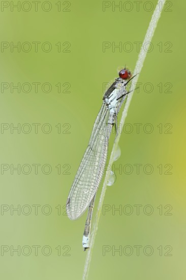 Red-eyed Damselfly (Erythromma najas), male, North Rhine-Westphalia, Germany