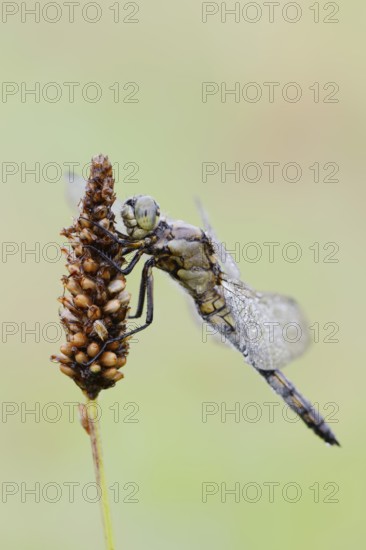 Black-tailed Skimmer (Orthetrum cancellatum), female with dewdrops, North Rhine-Westphalia, Germany