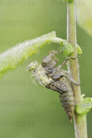 Black-tailed Skimmer (Orthetrum cancellatum), hatch, larva, dragonfly larva, North Rhine-Westphalia, Germany
