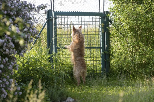 Small dog, Podengo Português, rough coat, standing at garden gate, Liederbach, Dillendorf, Rhineland-Palatinate, Germany