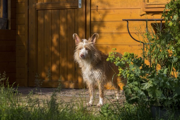 Podengo Português, rough coat, standing on wooden terrace in the sun in front of garden house, Liederbach, Dillendorf, Rhineland-Palatinate, Germany
