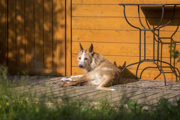 Podengo Português, rough coat, lying on wooden terrace in the sun, Liederbach, Dillendorf, Rhineland-Palatinate, Germany