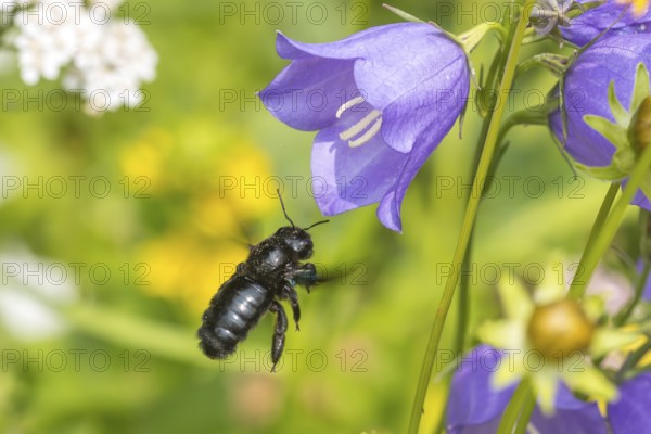 Blue-black wood bee (Xylocopa violacea) flies to Peach-leaved bellflower (Campanula persicifolia), Dietzenbach, Hesse, Germany