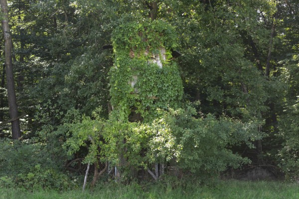 Wild Vine (Parthenocissus quinquefolia), also known as Virginia creeper, overgrows a raised hide at the edge of a forest, Offenthal, Dreieich, Hesse, Germany