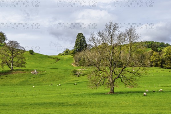 Farms, Ullswater Lake, Lake District National Park, Cumbria, England, United Kingdom