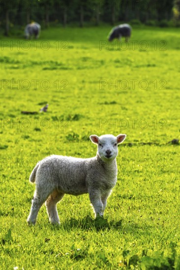 Sheep and farm in Lake District National Park, Coniston Water, Cumbria, England, United Kingdom