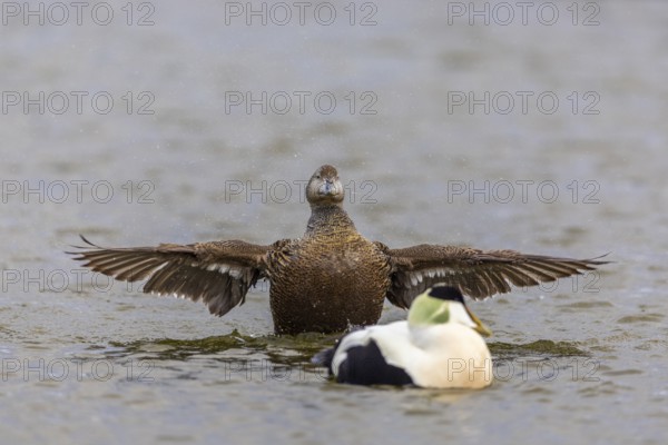 Eider duck (Somateria mollissima), hen grooming her feathers, duck birds (Anatidae), Aventdalen, Longyearbyen, Spitsbergen, Svalbard