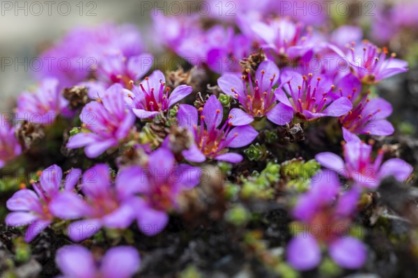 Red saxifrage (Saxifraga oppositifolia), saxifrage family (Saxifragaceae), Jotunkjeldene, Spitsbergen, Svalbard