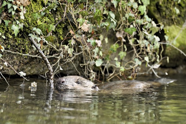 Eurasian beaver, European beaver (Castor fibre), swimming in a stream, Canton Zug, Switzerland