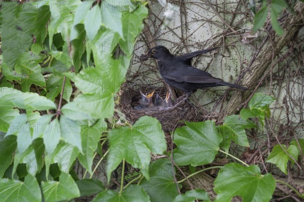 Male blackbird (Turdus merula) feeding his five young, Bavaria, Germany