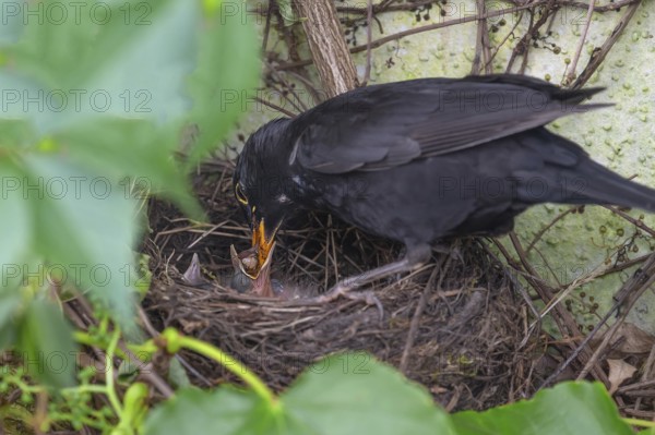 Male blackbird (Turdus merula) feeding its young, Bavaria, Germany