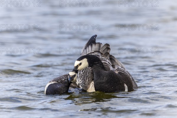 White-fronted Goose (Branta leucopsis), Geese (Anseriformes), Mating in the water, Aventdalen, Longyearbyen, Spitsbergen, Svalbard