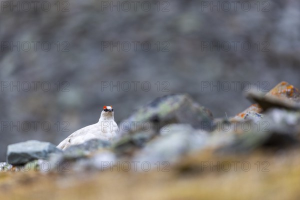 Ptarmigan (Lagopus), Cock, Chicken birds (Galliformes), Longyearbyen, Spitsbergen, Svalbard