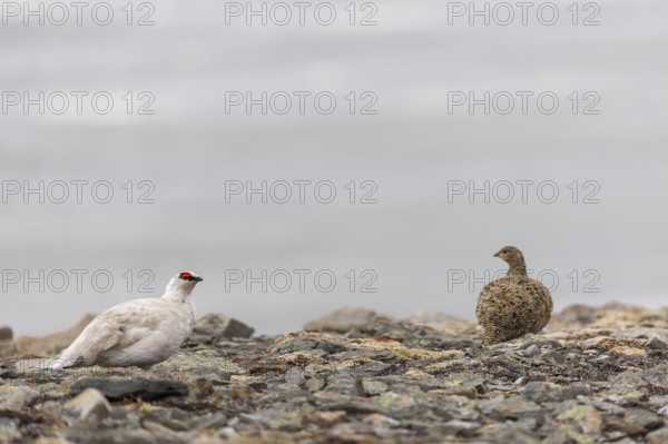 Ptarmigan (Lagopus), Pair, Chicken birds (Galliformes), Longyearbyen, Spitsbergen, Svalbard