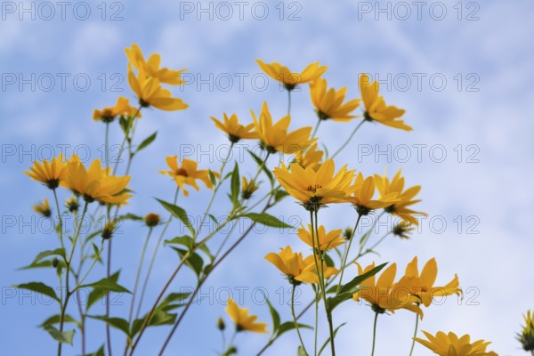 Jerusalem artichoke (Helianthus tuberosus), yellow blossom, flowers, plants, Oberuhldingen district, Uhldingen-Mühlhofen municipality, Lake Constance district, Baden-Württemberg, Germany