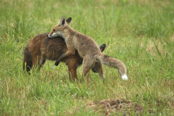 Red fox (Vulpes vulpes) male and weaned kitten, invitation to play on mown meadow in light rain, Allgäu, Bavaria, Germany, Allgäu, Bavaria, Germany