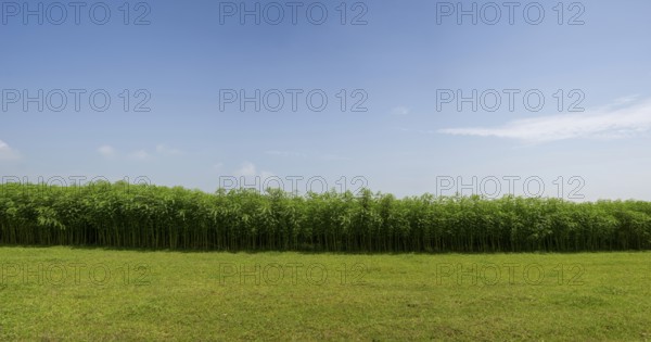 A peaceful landscape with grassy fields lined with dense jute trees under the open sky