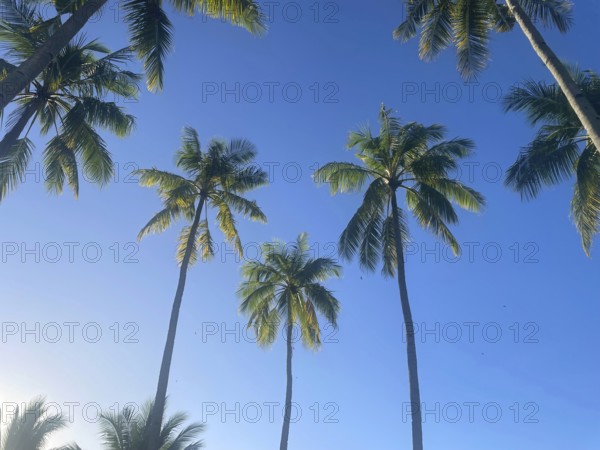 Coconut palms (Cocos nucifera), Sipaway Island, Negros, Northern Negros, Philippines
