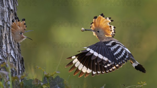 Hoopoe (Upupa epops) Bird of the Year 2022, male with food, prey, foraging, food for the young birds, erected bonnet, sunrise, interaction, breeding cave, nest, young bird begging for food, flying, on approach, wings, climate change, Middle Elbe Biosphere Reserve, Saxony-Anhalt, Germany