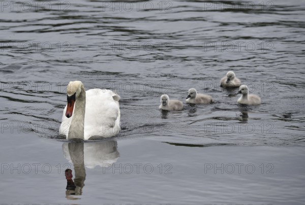 Mute swan (Cygnus olor) with offspring on the Kiel Canal, Kiel Canal, Schleswig-Holstein, Germany