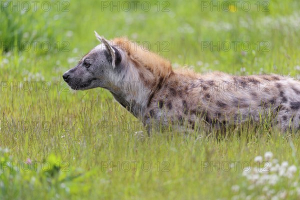 An adult male spotted hyena (Crocuta crocuta) lying in a green meadow, observing something. Southern part of Africa