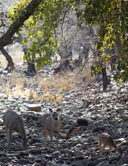 Axis deer or chitals (Axis axis) in the dry forest, Ranthambore National Park, Rajasthan, India