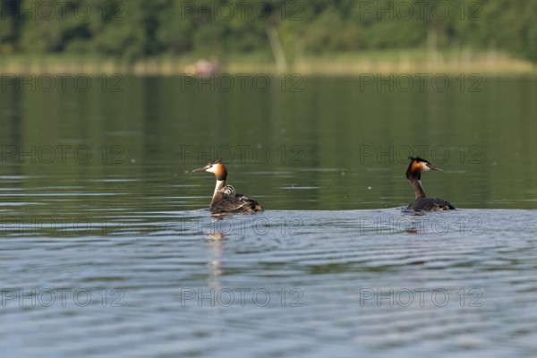 Great Crested Grebe (Podiceps ribbonfish) with juvenile, Leppinsee, Rechlin, Mecklenburg Lake District, Mecklenburg-Western Pomerania, Germany