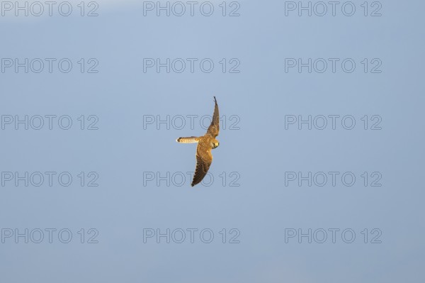 Common kestrel (Falco tinnunculus) flying in the Vosges Mountains, wildlife, France