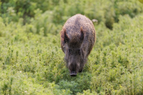A wild boar (Sus scrofa) runs across a field of wild chamomile (Matricaria chamomilla). Bavaria, Germany