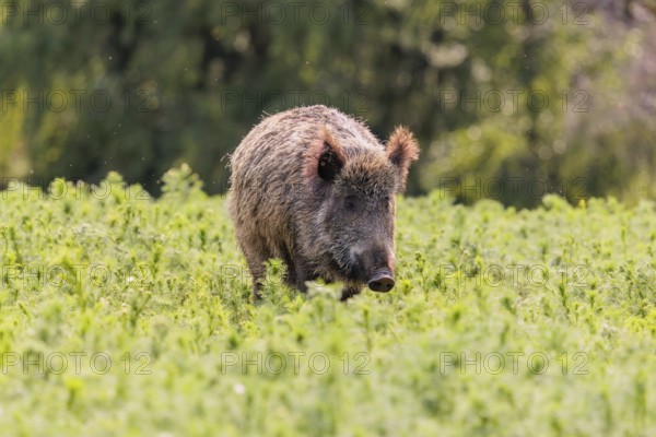 A wild boar (Sus scrofa) stands in a field of wild chamomile (Matricaria chamomilla). Bavaria, Germany