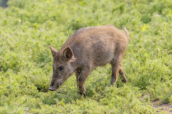 A wild boar (Sus scrofa) runs across a field of wild chamomile (Matricaria chamomilla). Bavaria, Germany
