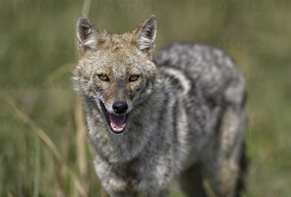 Indian jackal (Canis aureus indicus), Corbett National Park, near Ramnagar, Uttarakhand State, India