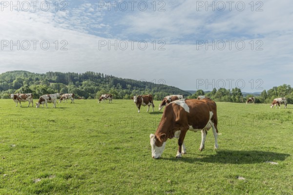 Brown and white cows are grazing calmly on a lush green pasture under a clear blue sky. The surroundings offer rolling hills in the background, creating a tranquil rural scene. Salins-les-Bains, Jura, France